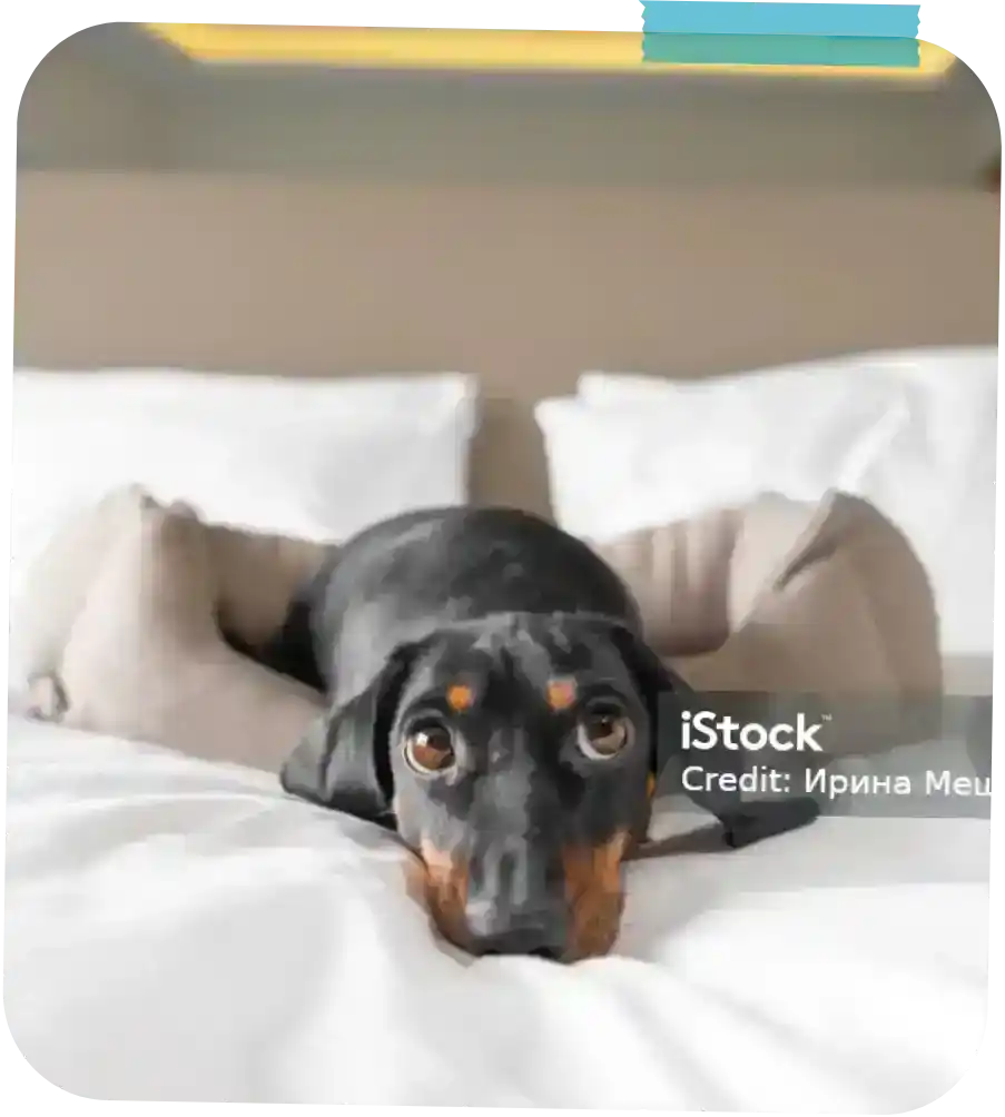 pet-friendly-rooms