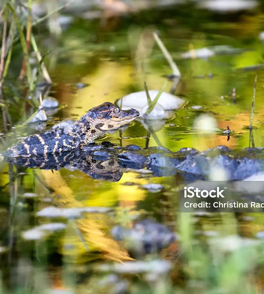 Everglades Adventures